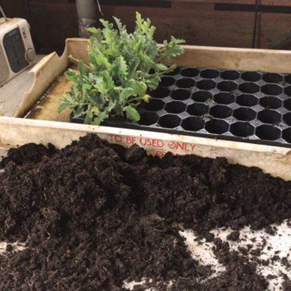 Planting
