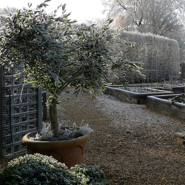 Winter garden