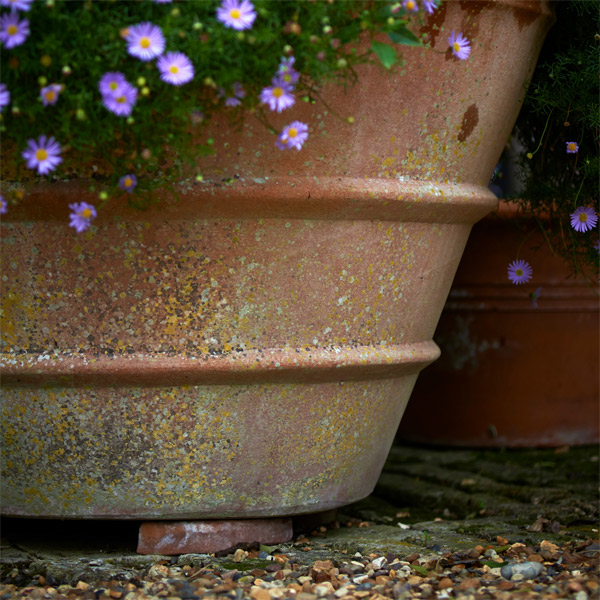 Purple flowers in pot