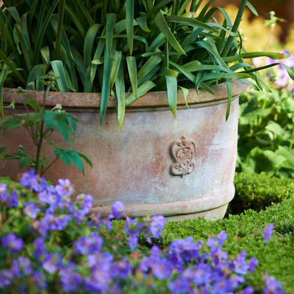Coppa in flowers