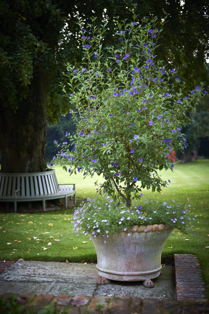 Large terracotta pots for trees